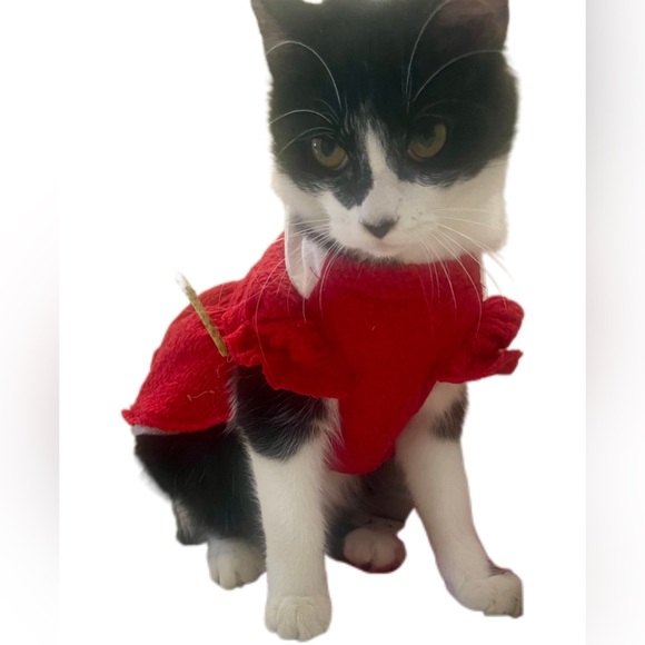 Small Dog or Cat Red Dress - Picture 4 of 4